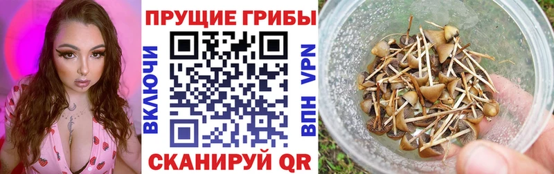 Галлюциногенные грибы GOLDEN TEACHER  Купить  Полысаево 